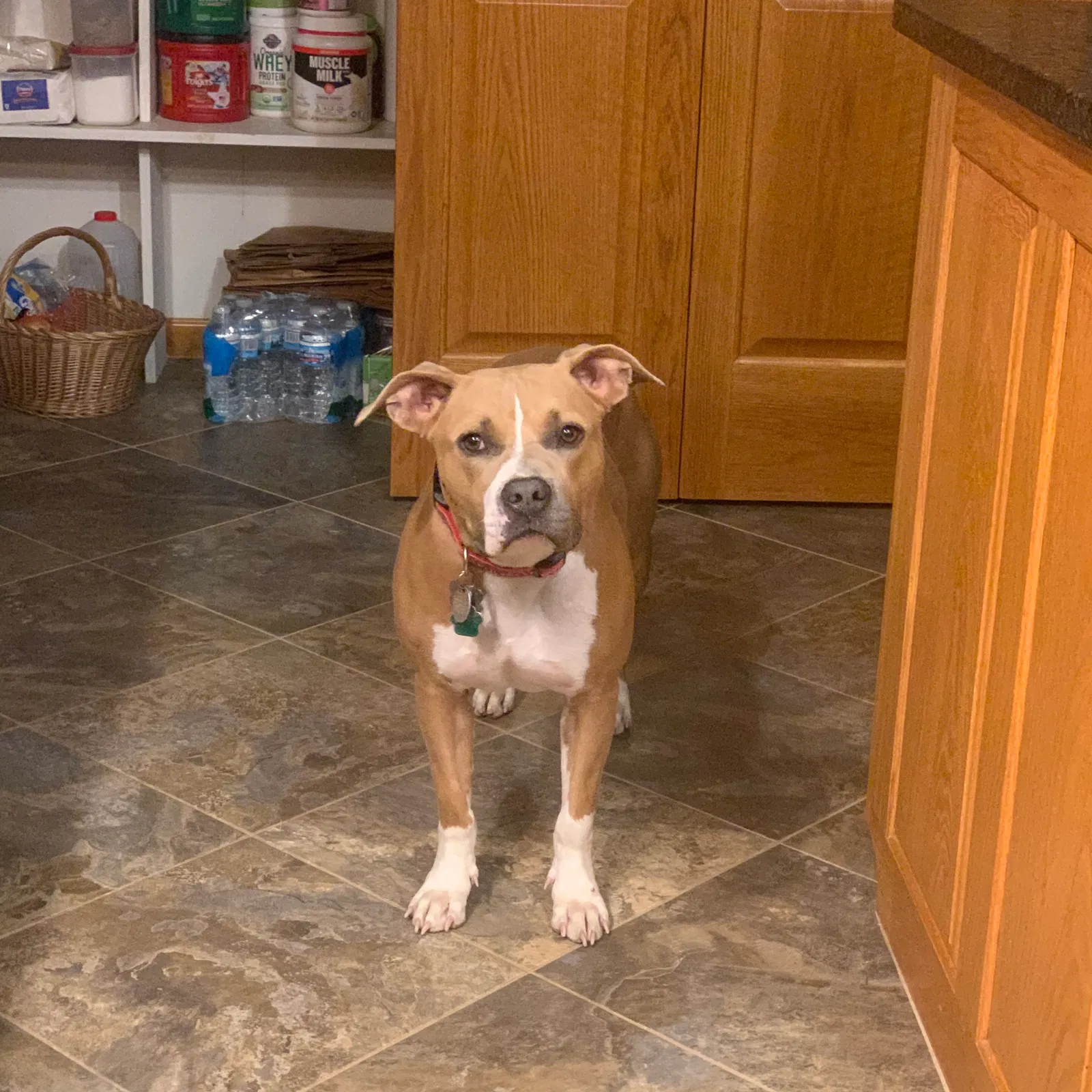 Lost dog in Seville, OH, 44273