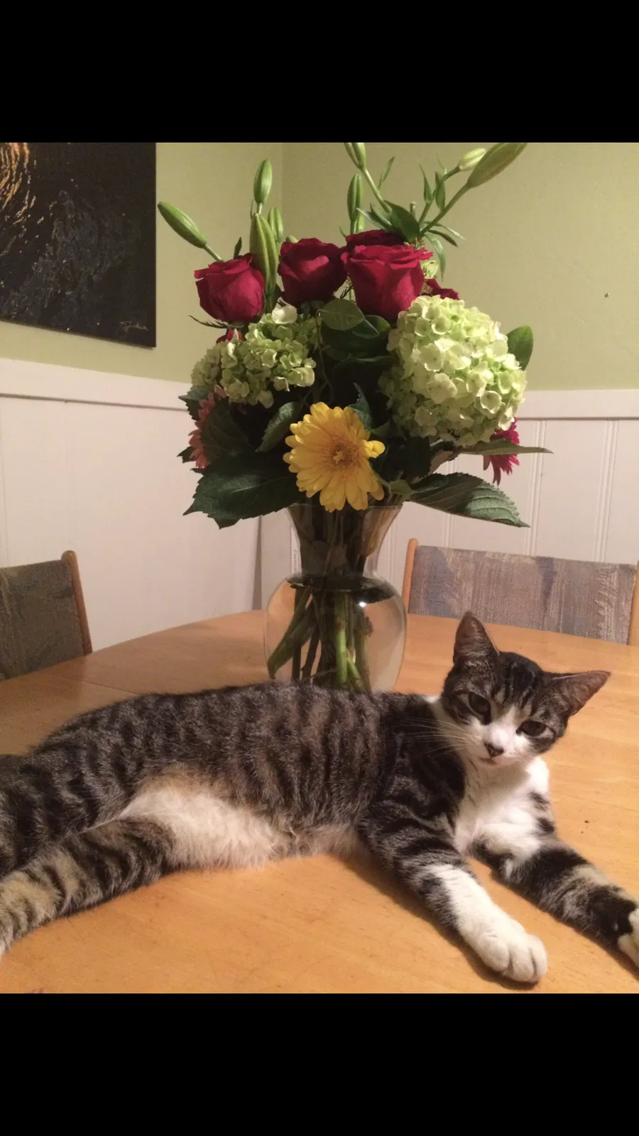 Lost cat in Unknown, CA, 0
