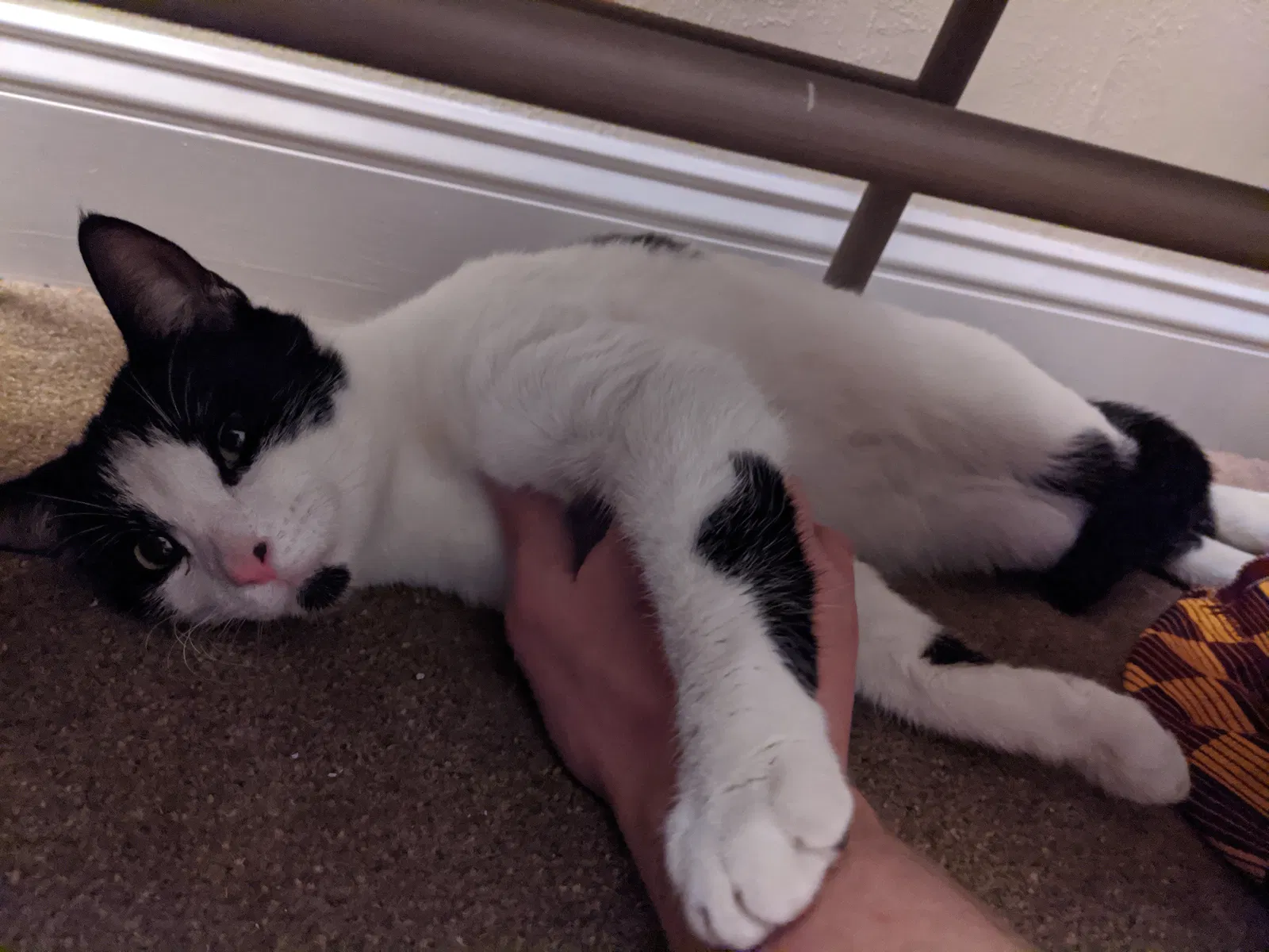 Lost cat in Lawrence Township, NJ, 8648