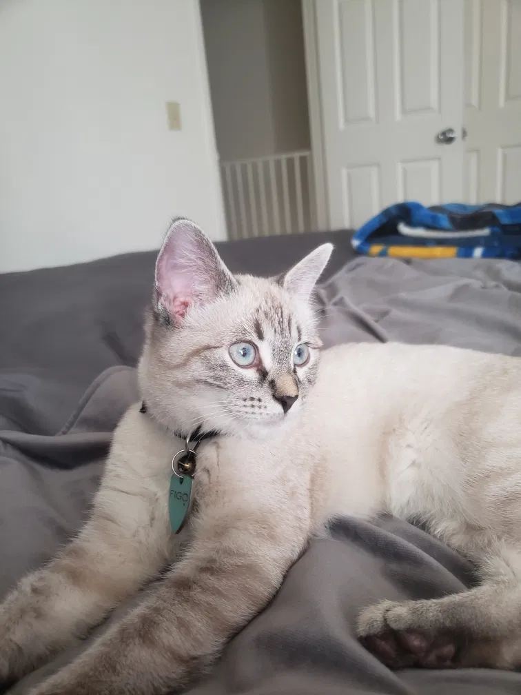 Lost cat in San Diego, CA, 92105