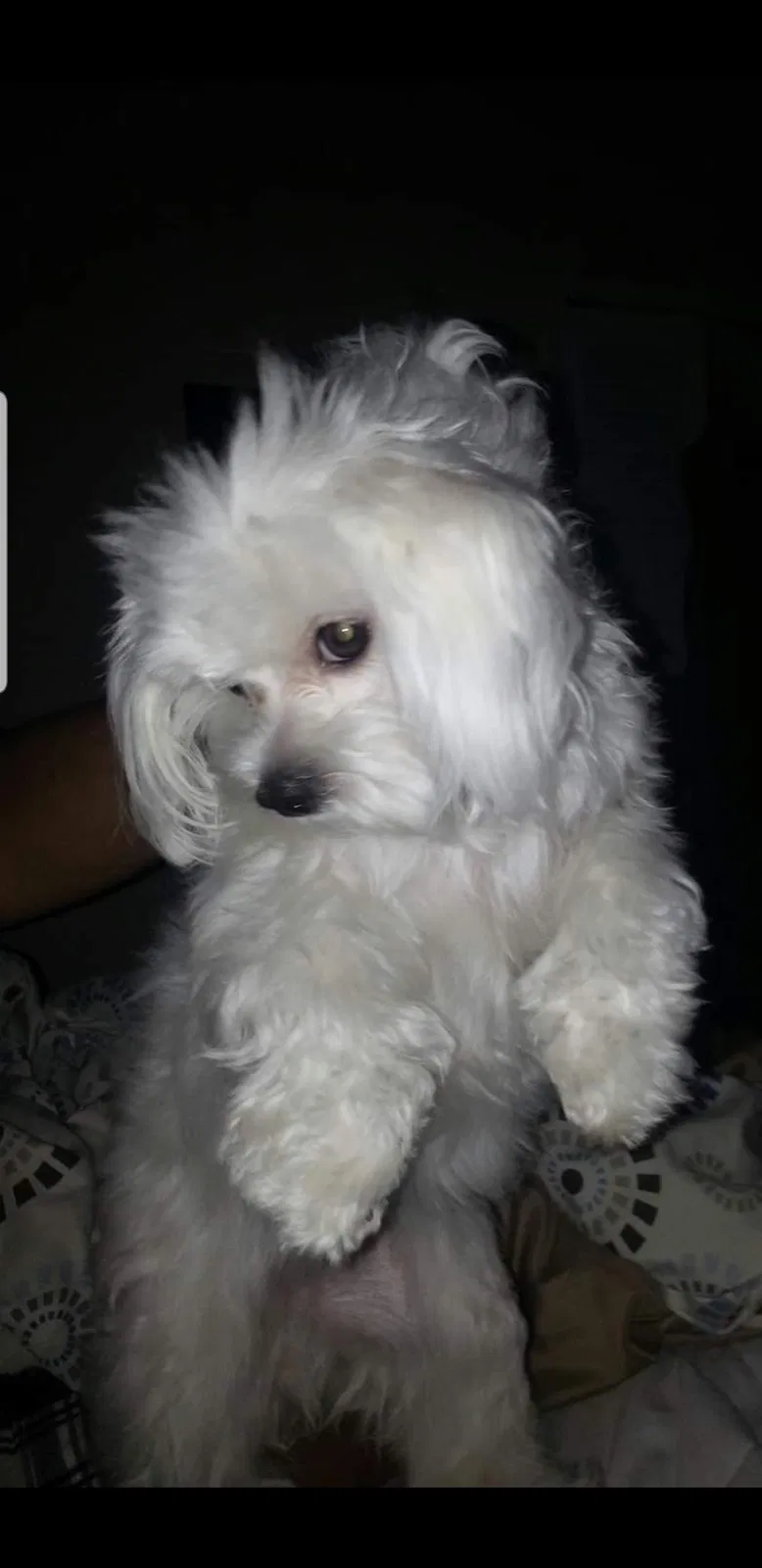 Lost dog in Herriman, UT, 84096