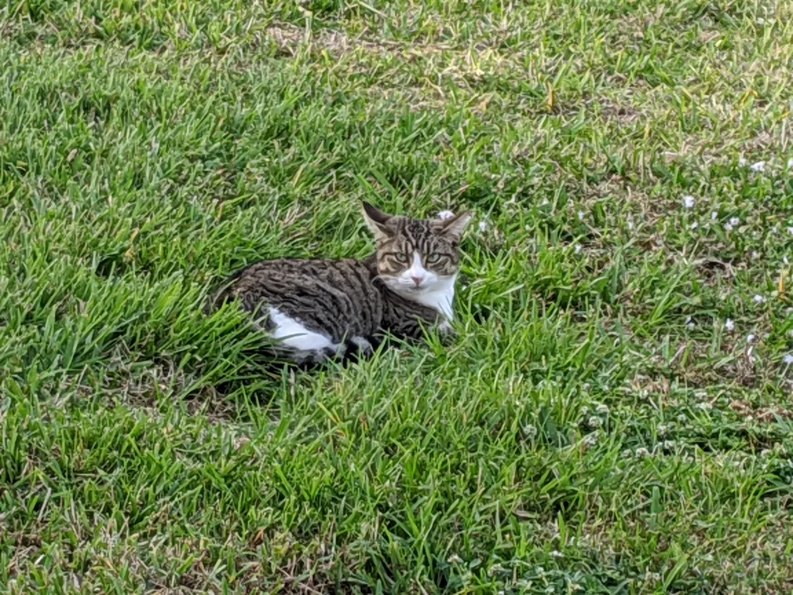Lost cat in Cape Coral, FL, 33904