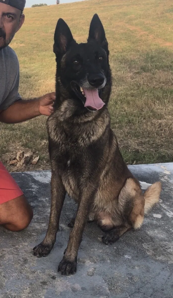 Lost dog in San Antonio, TX, 78233