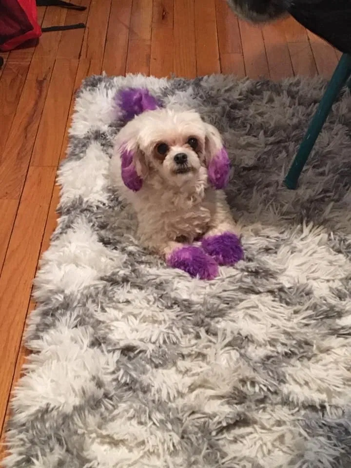 Lost dog in Chicago, IL, 60619