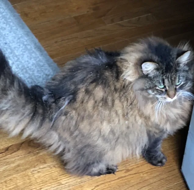 Lost cat in Greenville, SC, 29615