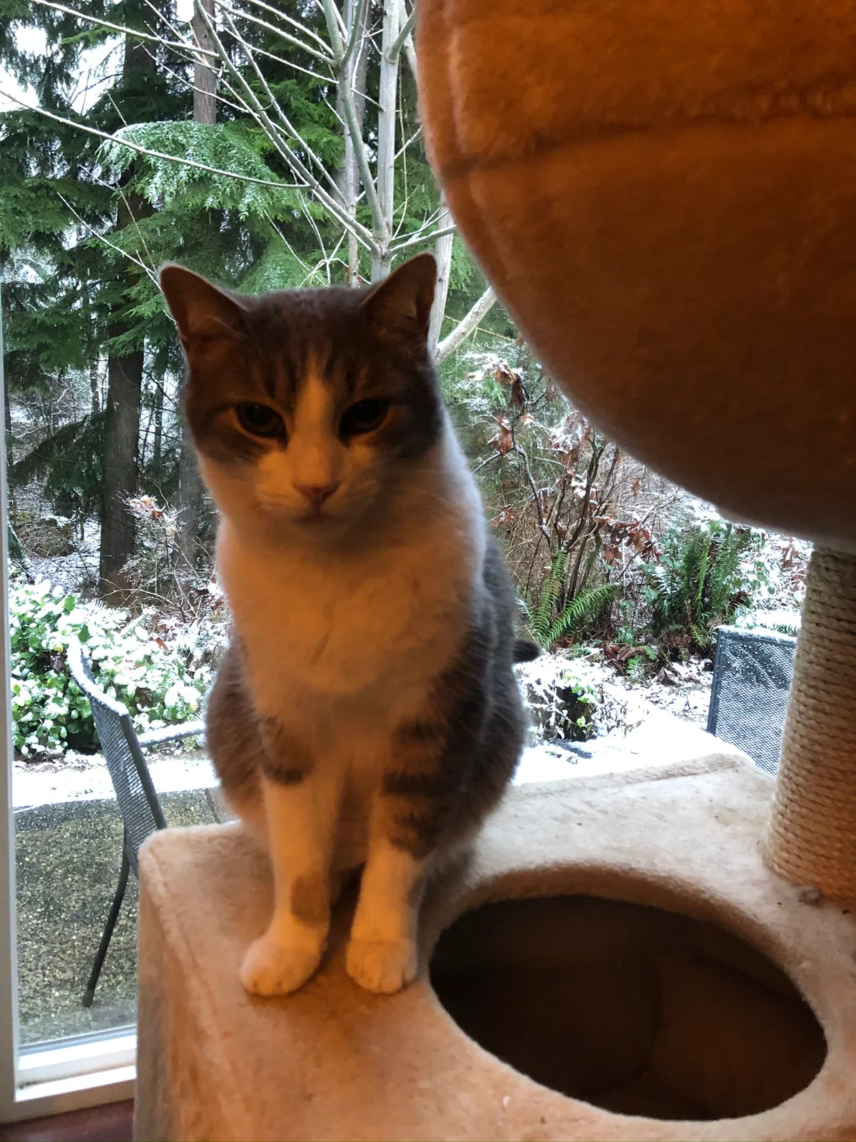 Lost cat in Snohomish, WA, 98290