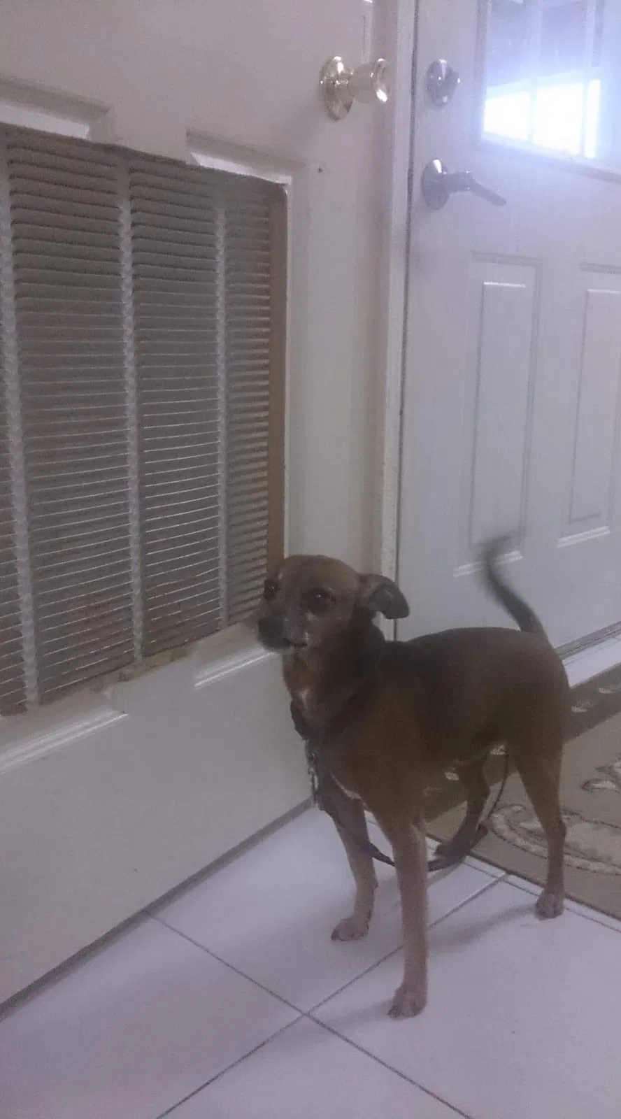 Lost dog in Eugene, OR, 97402