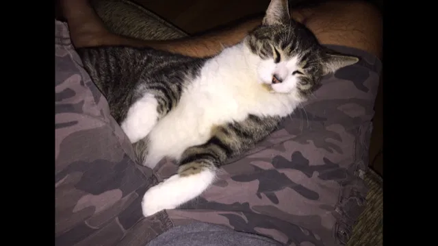 Lost cat in Ventura, CA, 93001