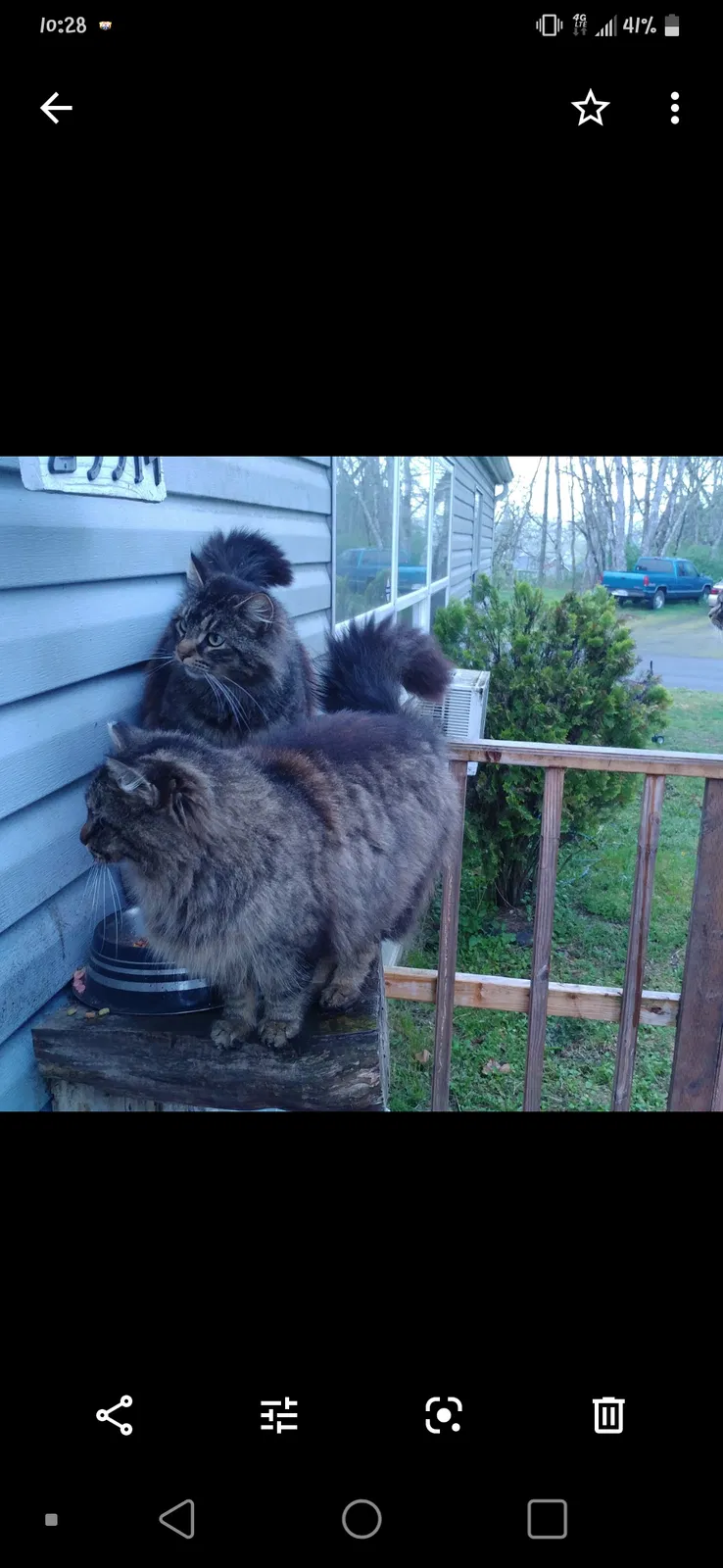 Lost cat in Tacoma, WA, 98445