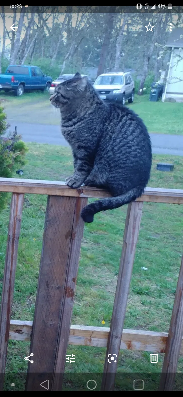 Lost cat in Tacoma, WA, 98445