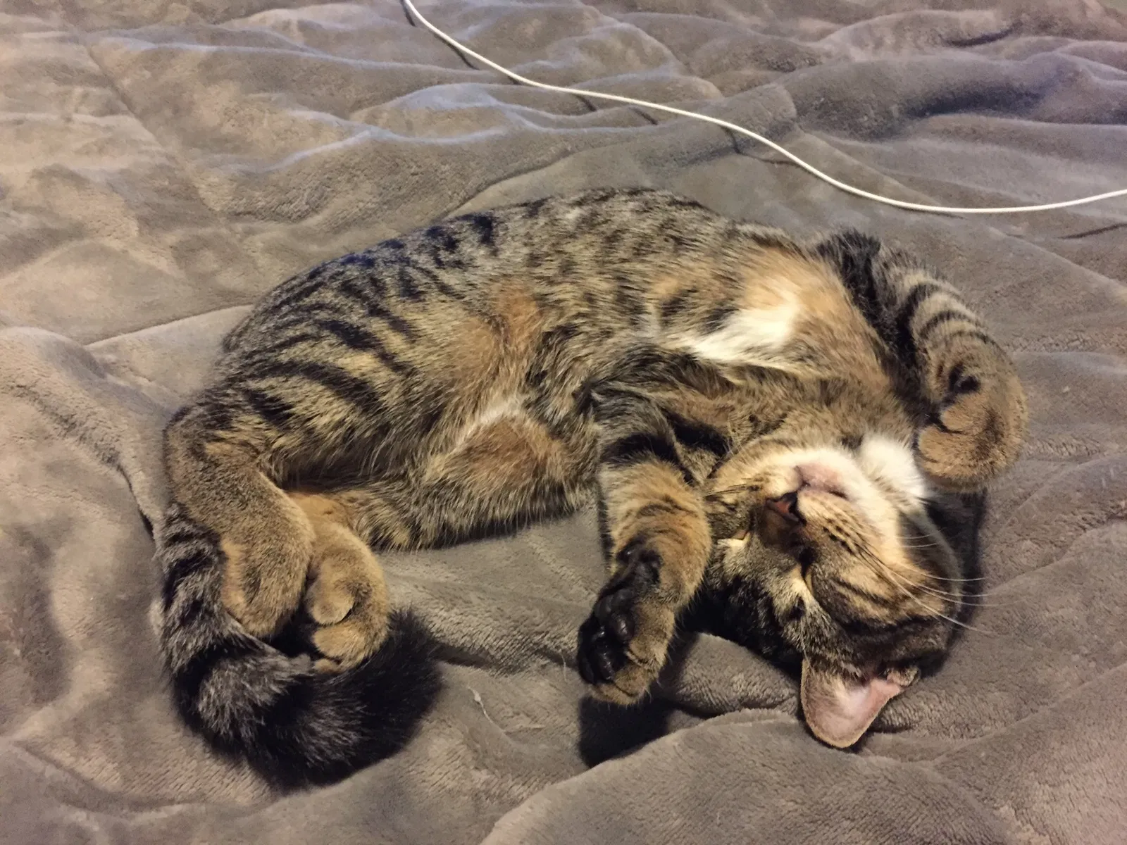 Lost cat in Brooklyn, NY, 11237