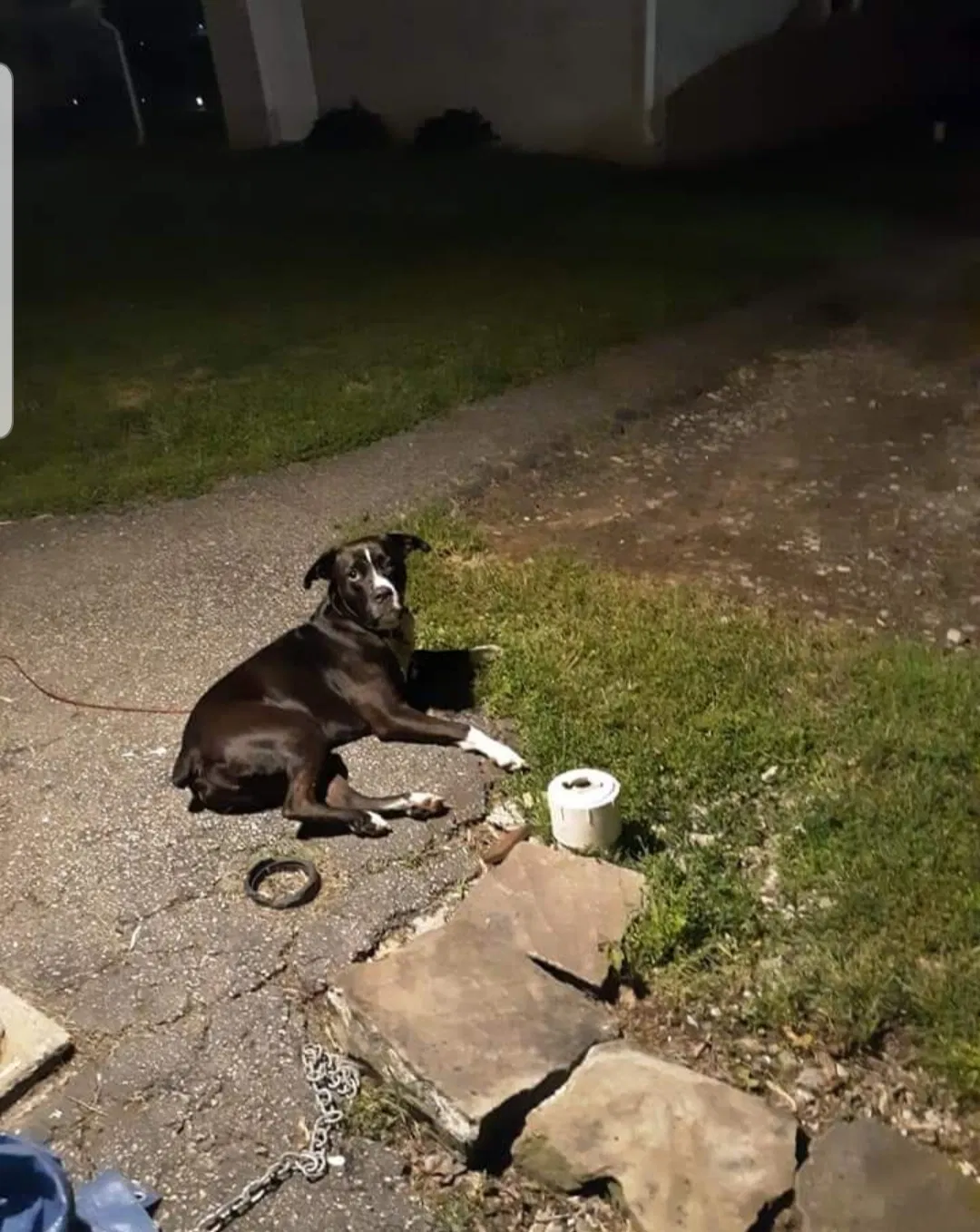 Lost dog in Columbus, OH, 43224