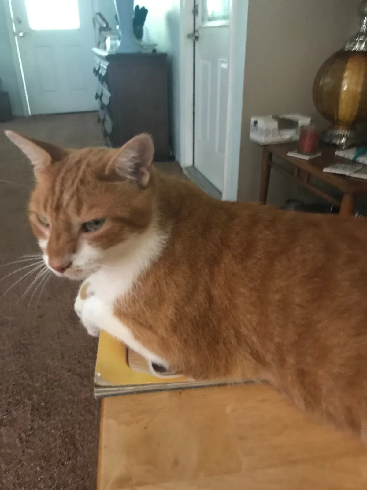 Lost cat in Ocala, FL, 34475