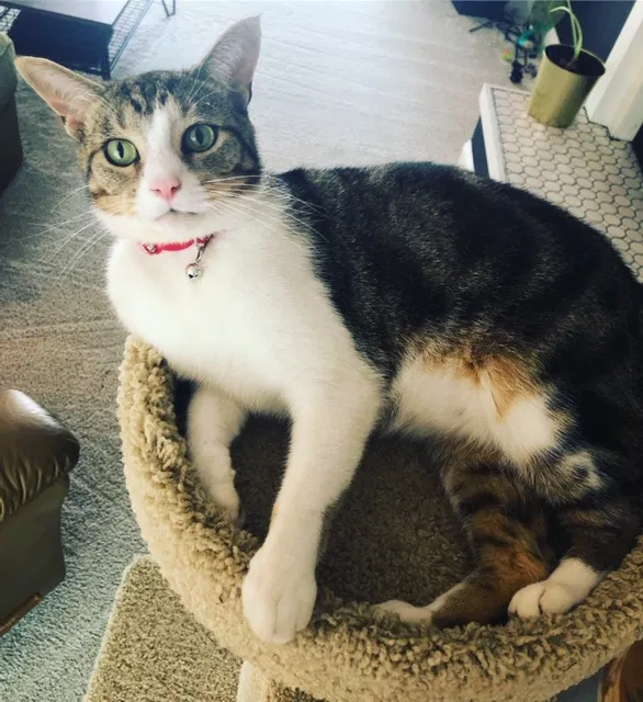 Lost cat in Fort Mill, SC, 29715