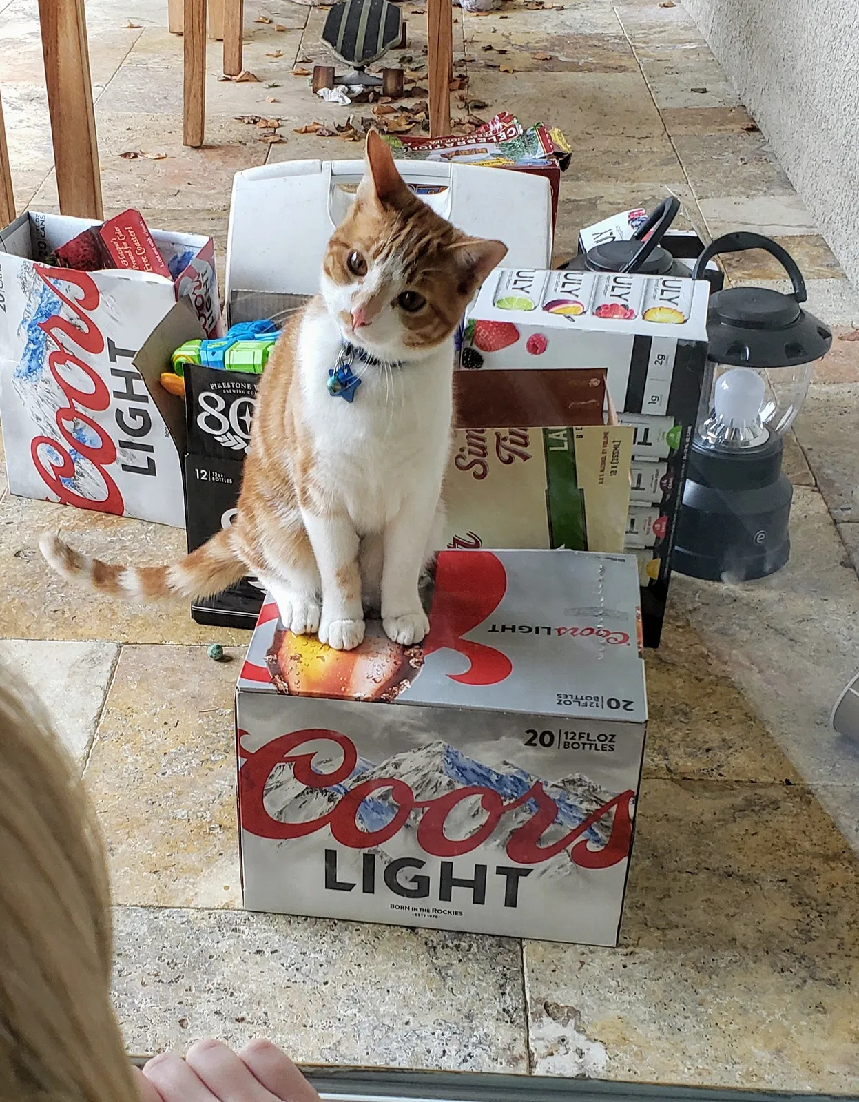 Lost cat in Morgan Hill, CA, 95037