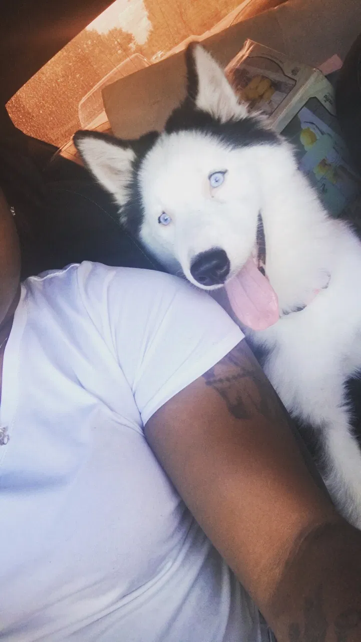 Lost dog in Flint, TX, 75762