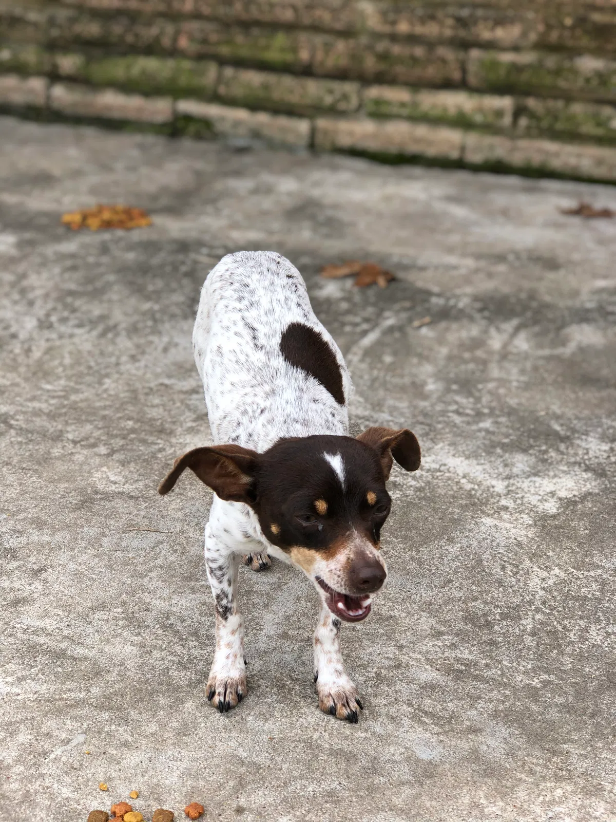 Lost dog in Bryan, TX, 77802