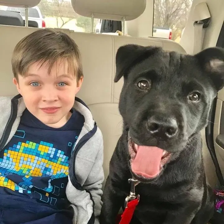 Lost dog in Fort Worth, TX, 76164