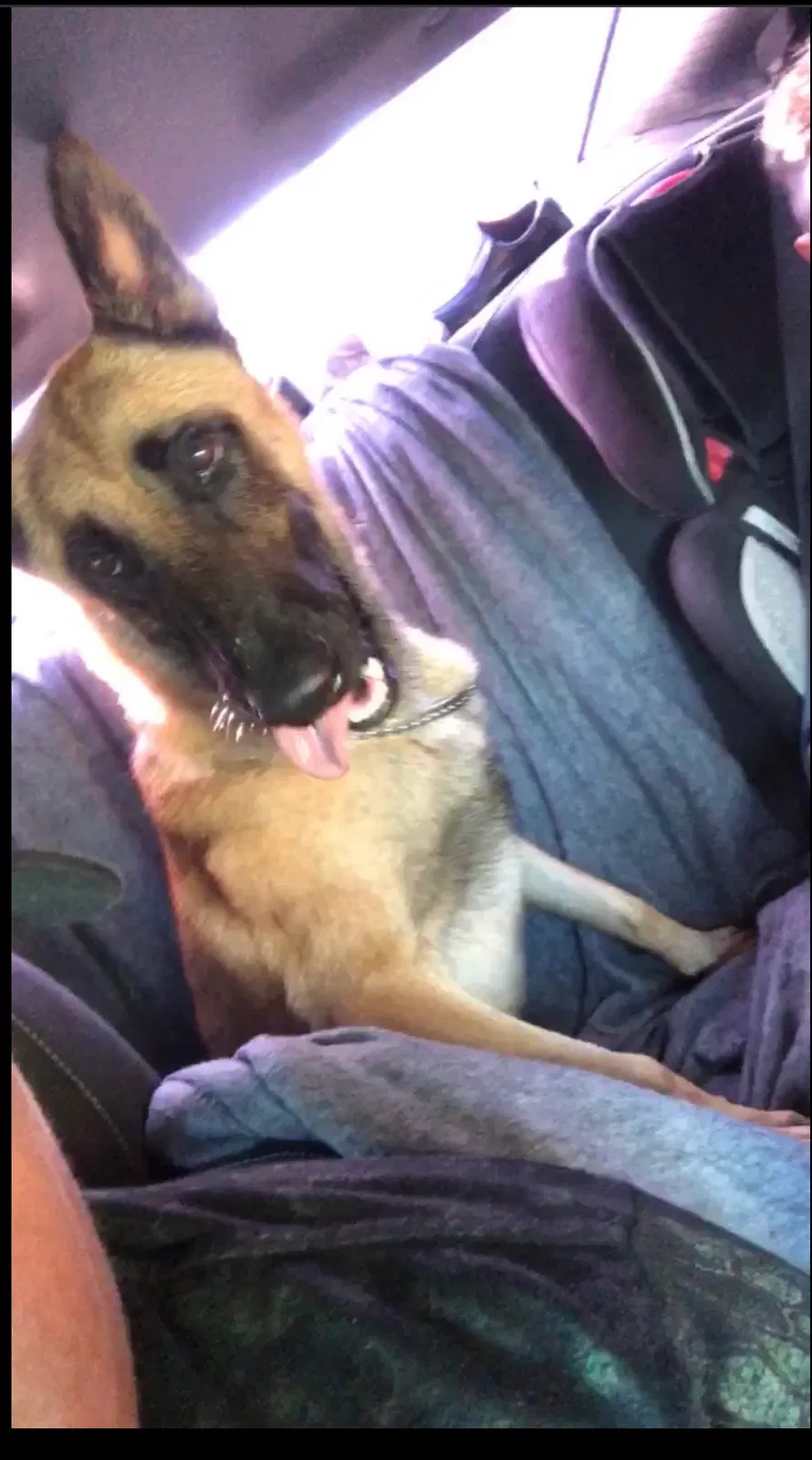 Lost dog in Pasadena, TX, 77502