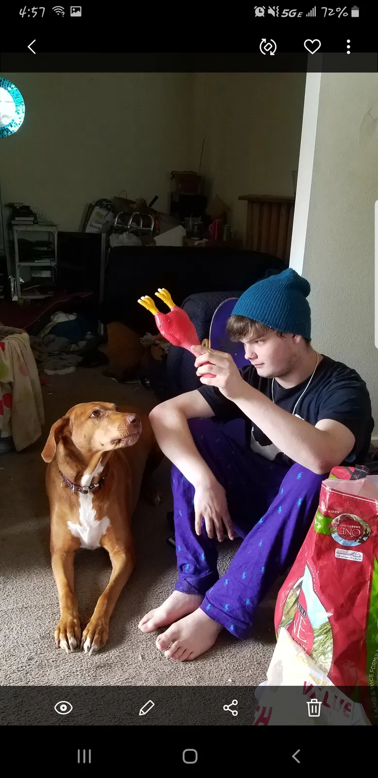 Lost dog in Seattle, WA, 98117