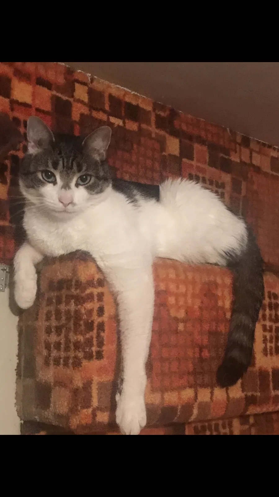 Lost cat in Edison, NJ, 8837