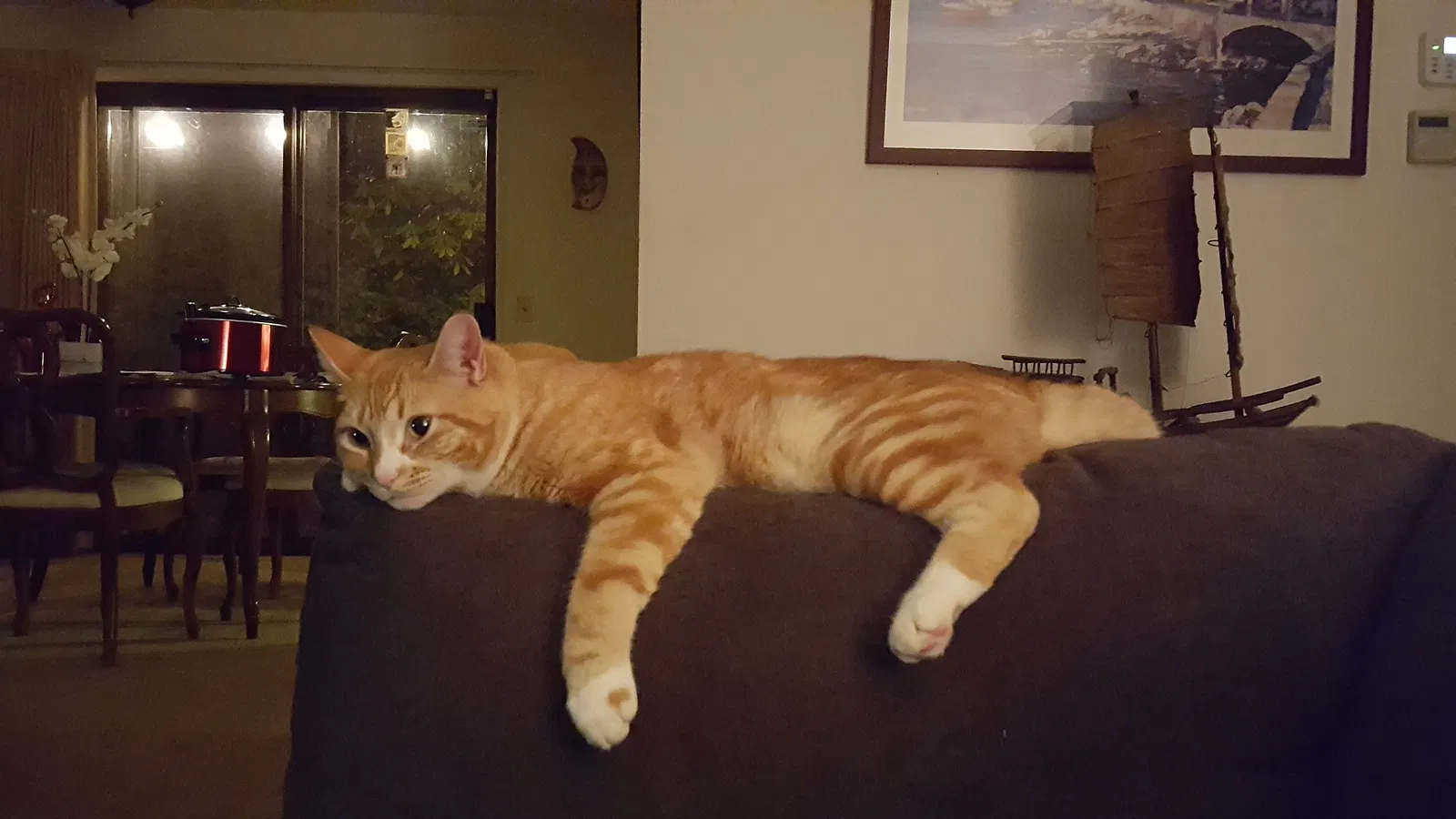 Lost cat in Mountlake Terrace, WA, 98043