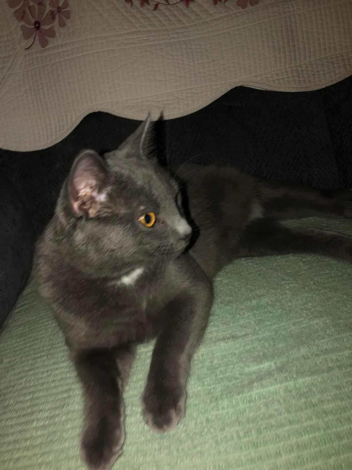 Lost cat in Chambersburg, PA, 17201