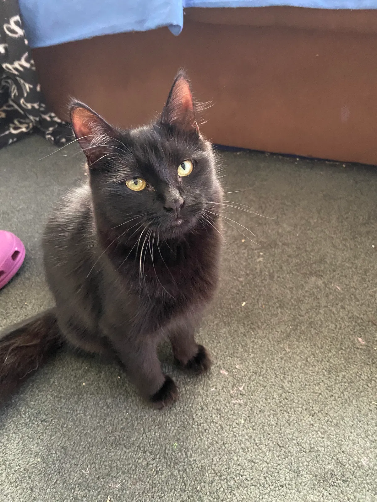 Lost cat in Miami, FL, 33155