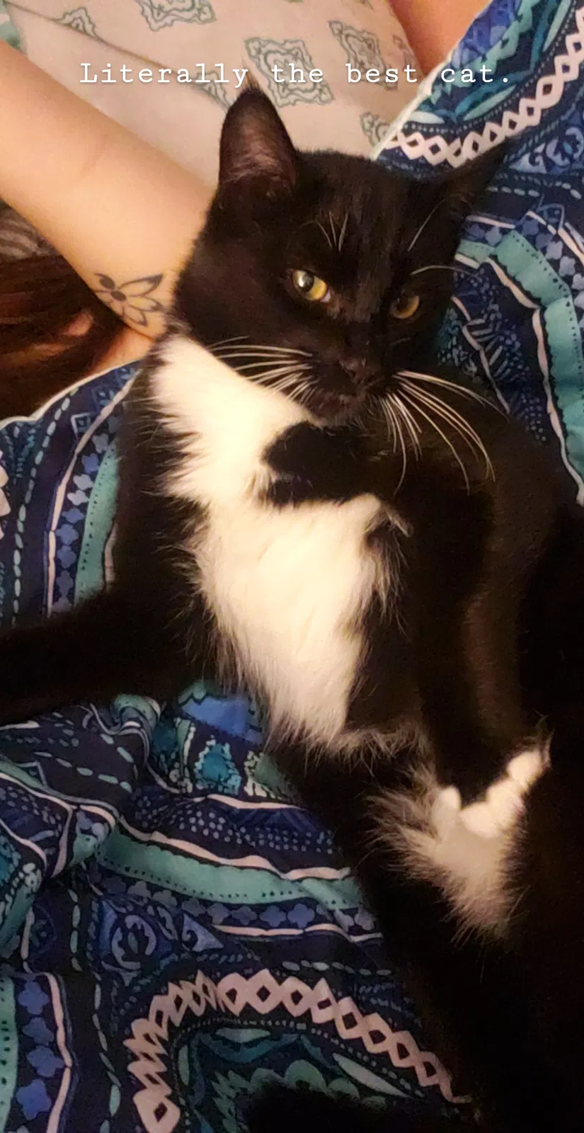Lost cat in Arlington, WA, 98223