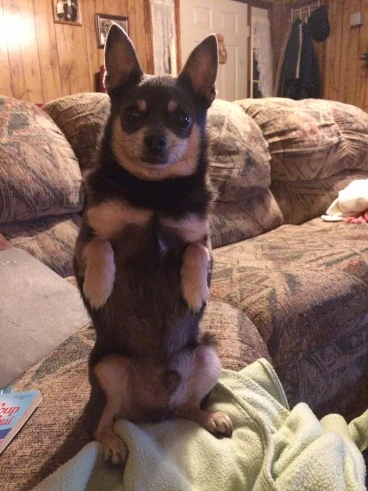 Lost dog in Semmes, AL, 36575