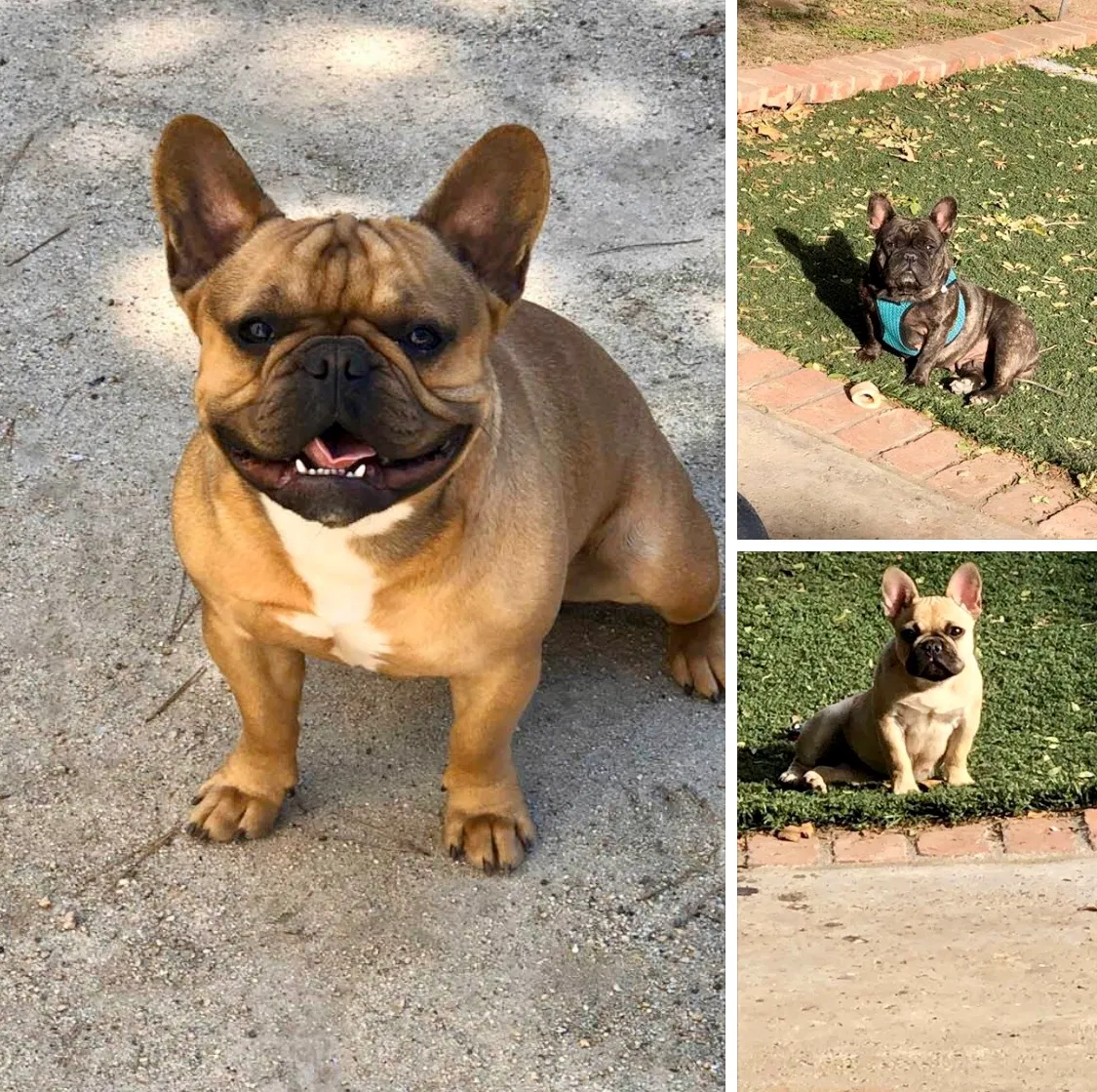 Lost dog in Perris, CA, 92571