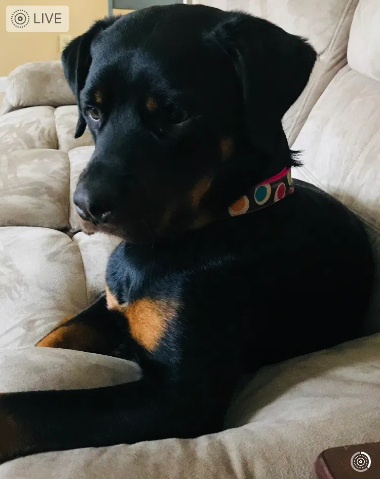 Lost dog in Rocky Mount, NC, 27801