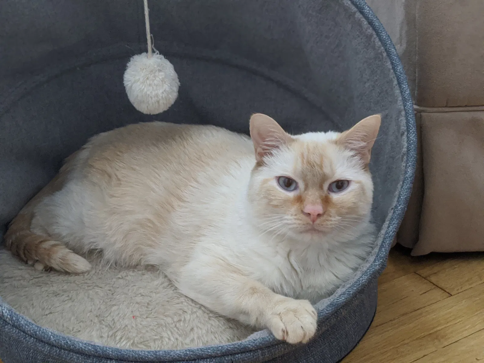 Lost cat in New City, NY, 10956