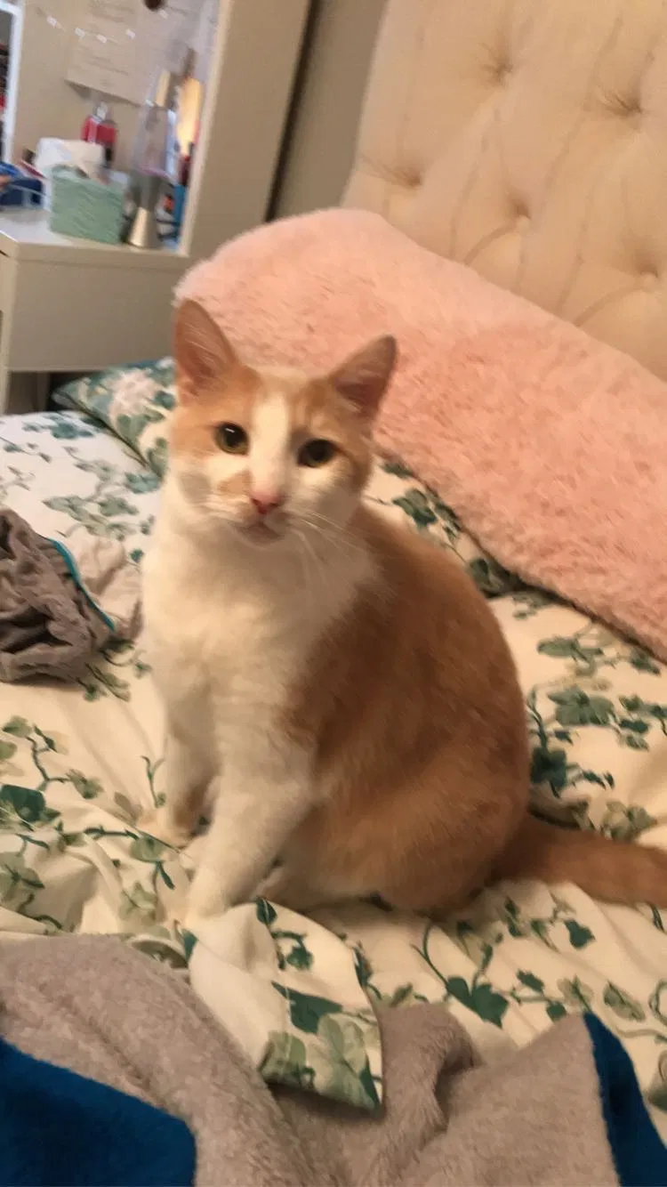 Lost cat in Germantown, TN, 38138