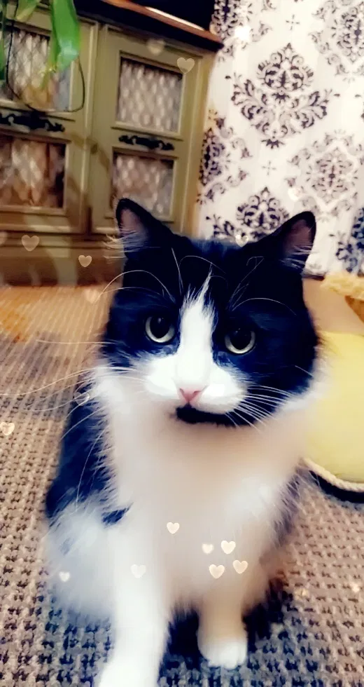 Lost cat in Springfield, MO, 65803