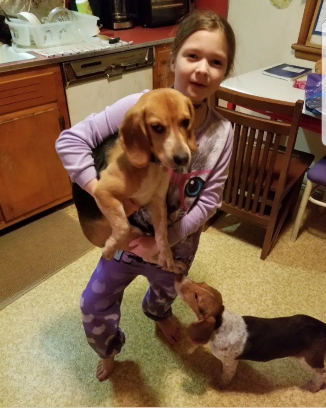 Lost dog in Keymar, MD, 21757