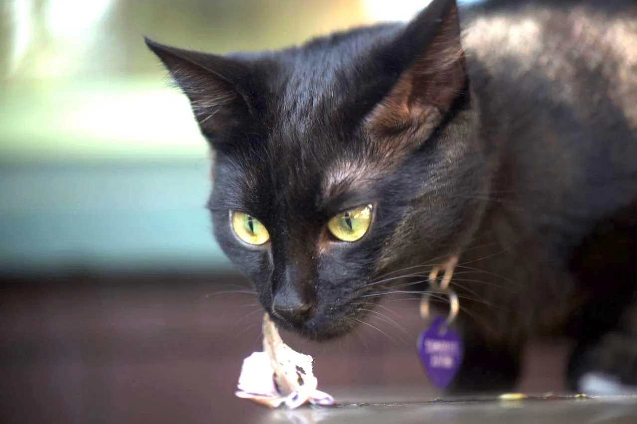 Lost cat in Santa Monica, CA, 90402