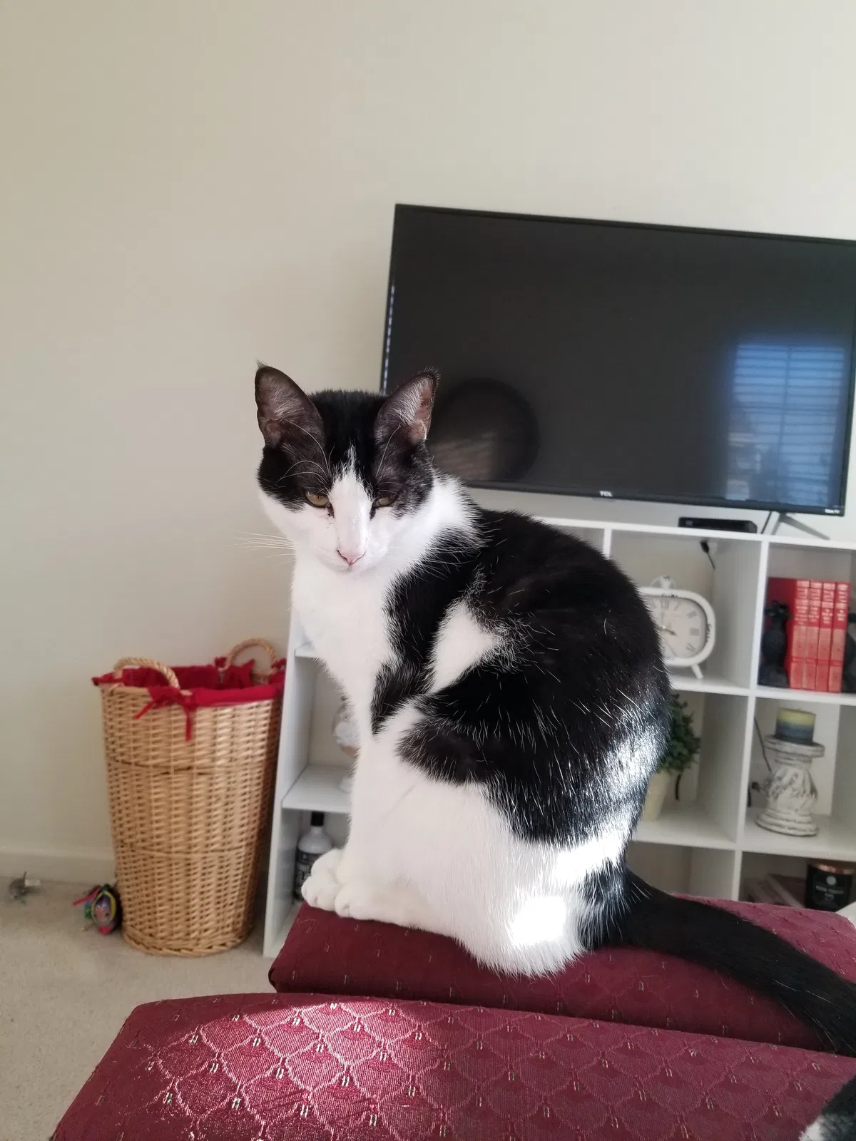 Lost cat in Gilroy, CA, 95020