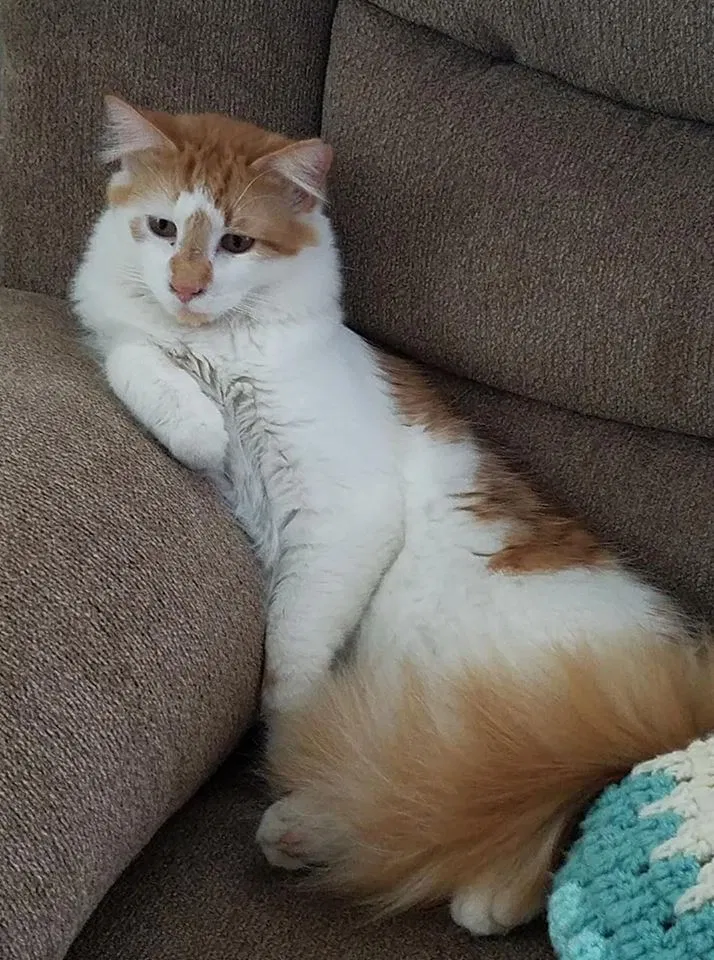 Lost cat in Williamsport, MD, 21795