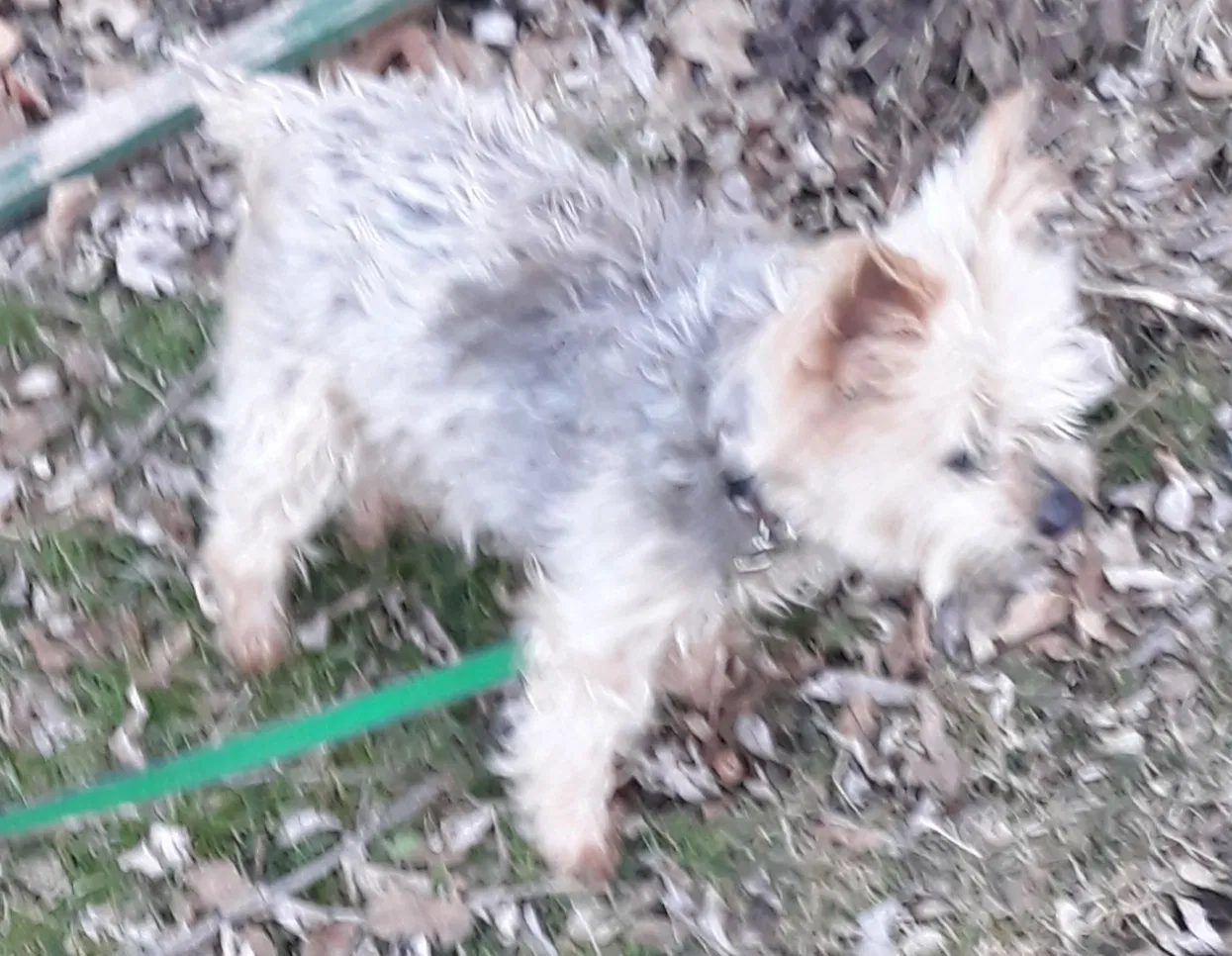 Lost dog in South Milwaukee, WI, 53172