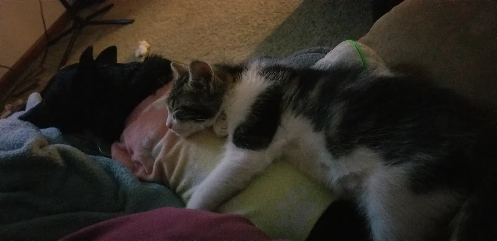 Lost cat in Huntingburg, IN, 47542
