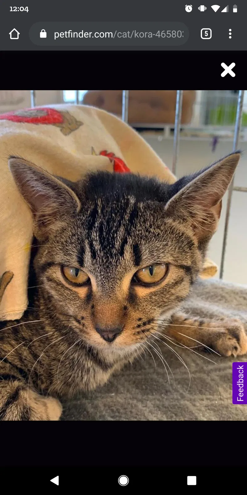 Lost cat in Mcpherson, KS, 67460