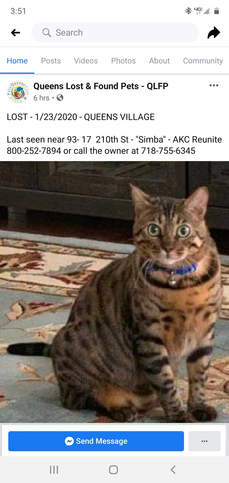 Lost cat in Queens Village, NY, 11428