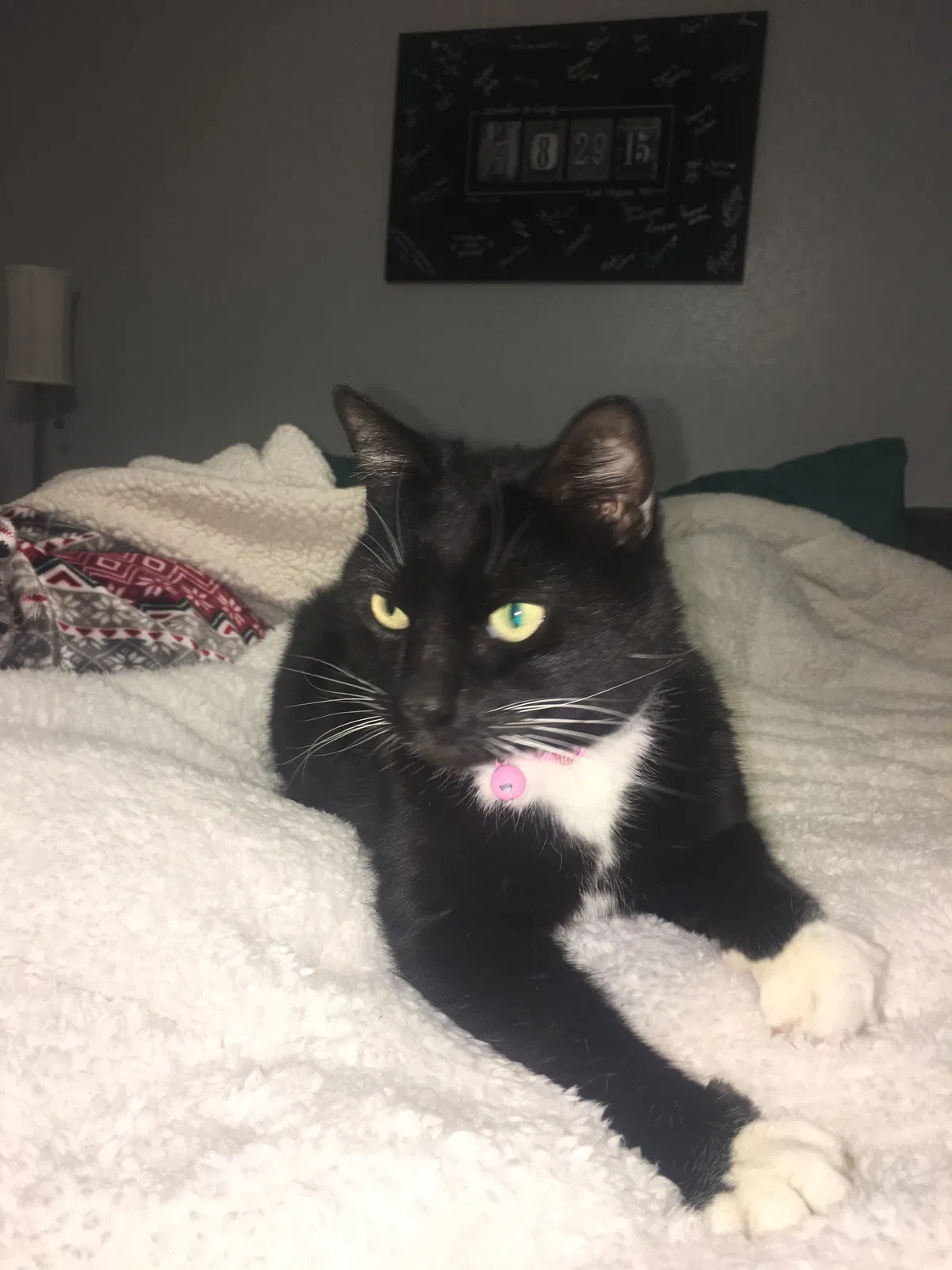 Lost cat in Bedford, TX, 76021