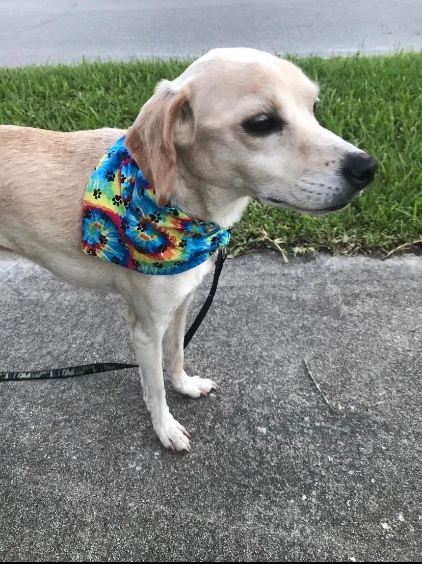 Lost dog in Tampa, FL, 33607