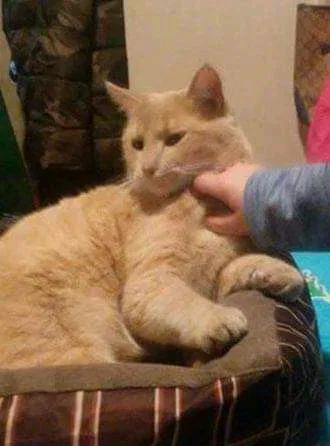 Lost cat in Mount Holly Springs, PA, 17065