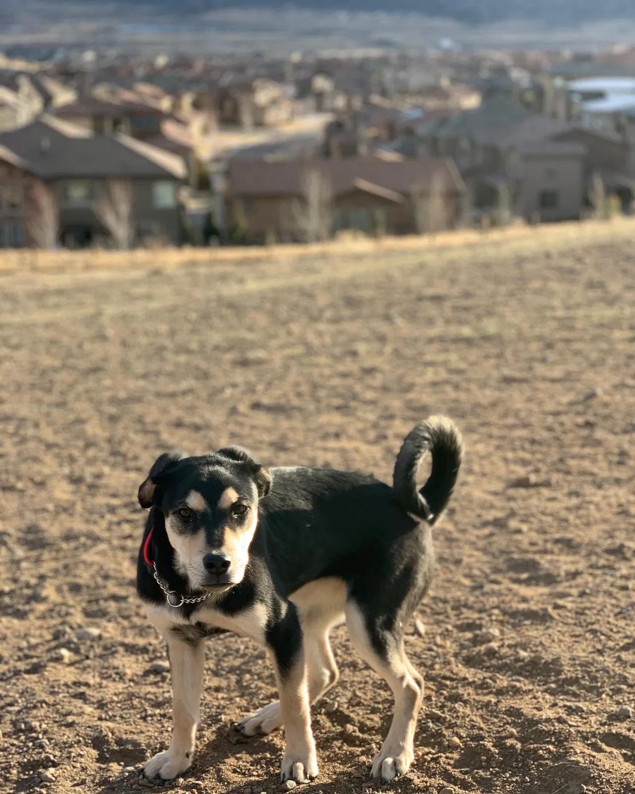 Lost dog in Denver, CO, 80228