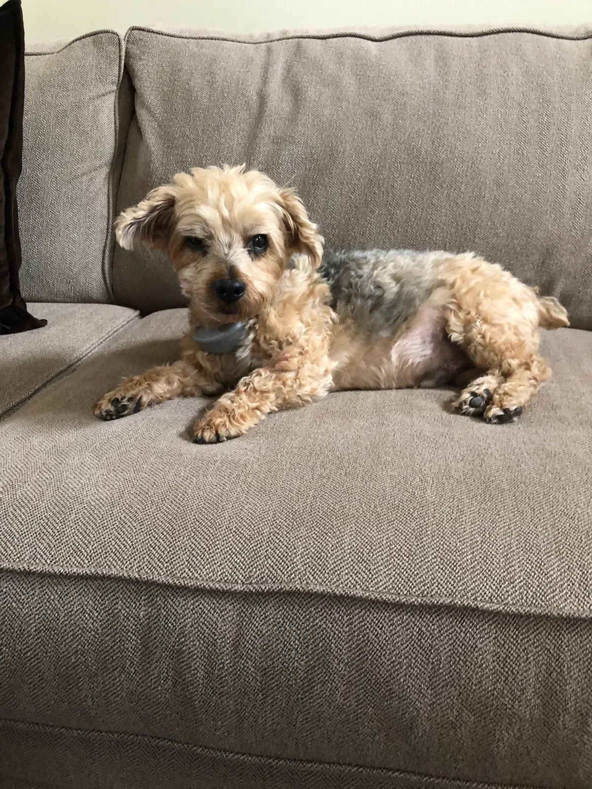 Lost dog in Dublin, OH, 43017