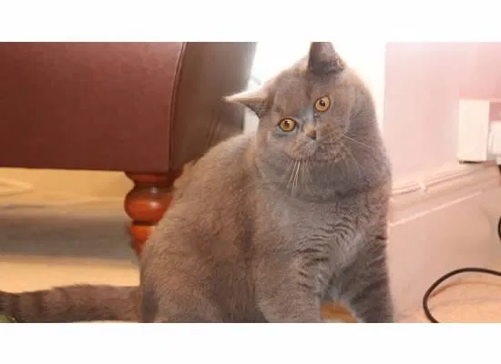 Lost cat in Austin, TX, 78731