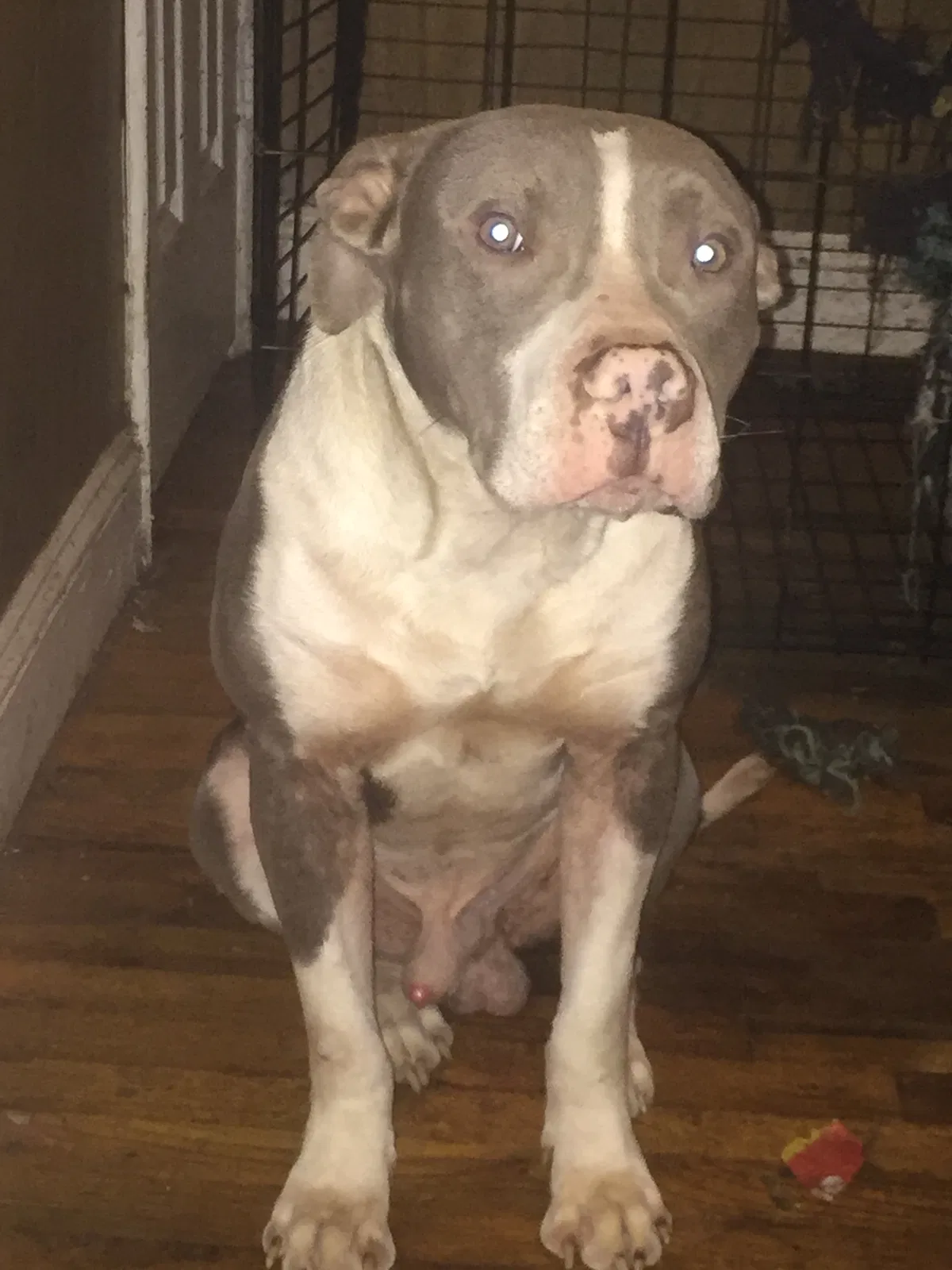 Lost dog in Charlotte, NC, 28205